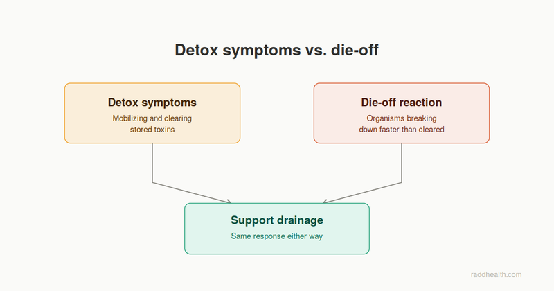 Diagram comparing detox symptoms and die-off reactions, both resolved by supporting drainage