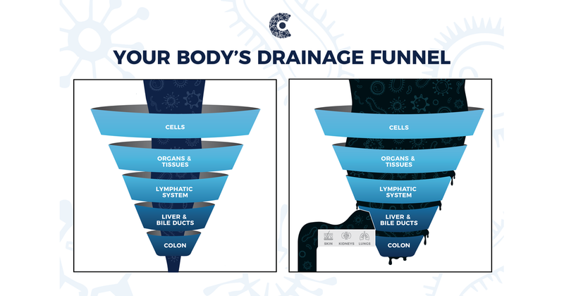 Diagram of the body's drainage funnel, showing cells, organs and tissues, lymphatic system, liver and bile ducts, and colon